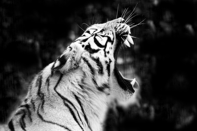 _DSC2167 Bengaalse tijger ZW