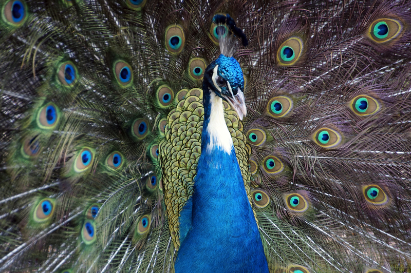 _DSC7296 Blauwe pauw