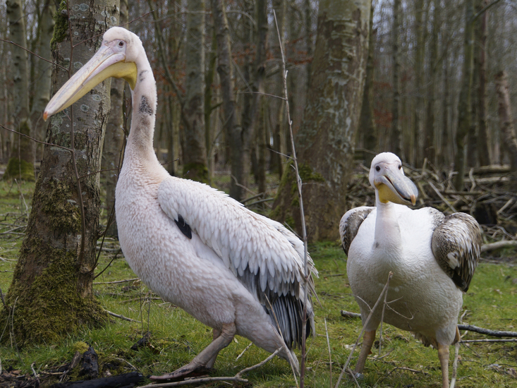 _DSC8754 Roze Pelikanen