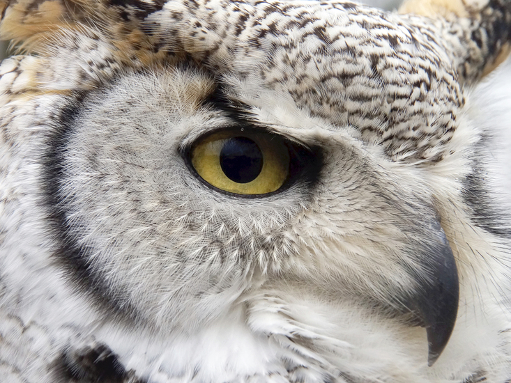 _DSC0878 Canadese oehoe oog