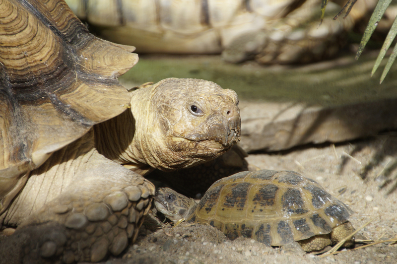 _DSC8417 Schildpad met jong