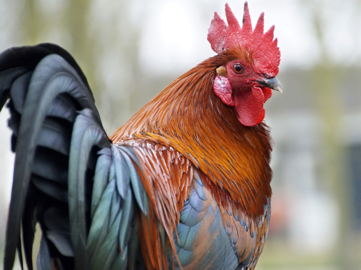 _DSC1088 Hollandse krielhaan