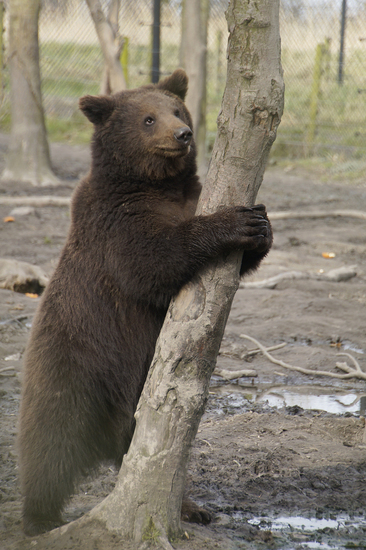 _DSC9554 Bruine beer