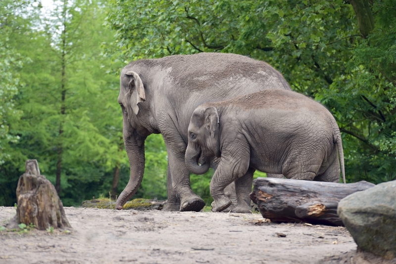 D75_0147 Aziatische Olifanten