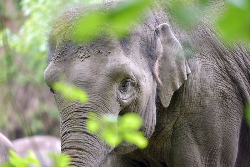 D75_0182 Aziatische Olifant