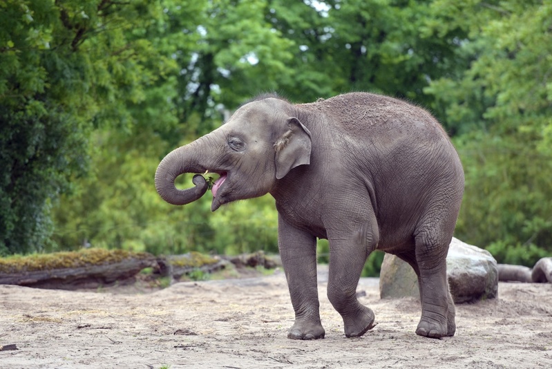 D75_0248 Aziatische olifant