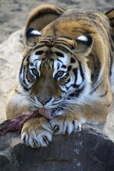 _DSC7504 Bengaalse tijger