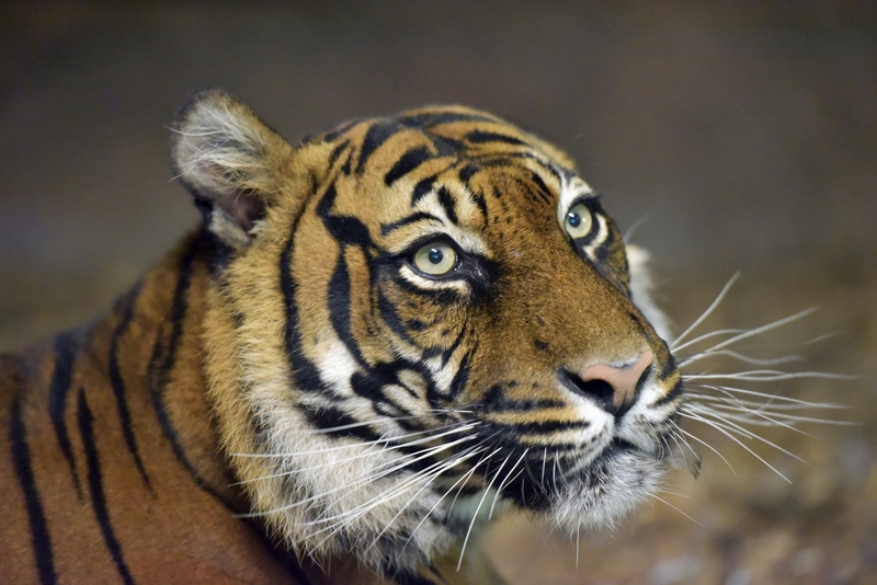 D75_0012 Sumatraanse tijger