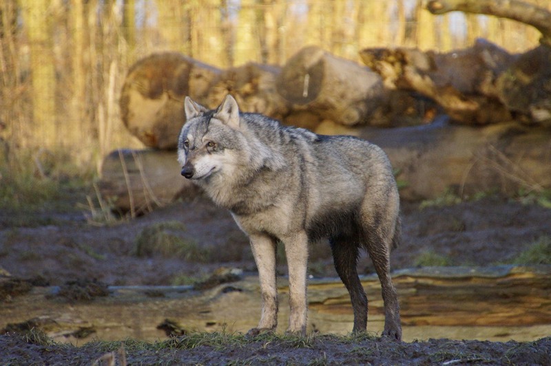 _DSC8062 Europese wolf