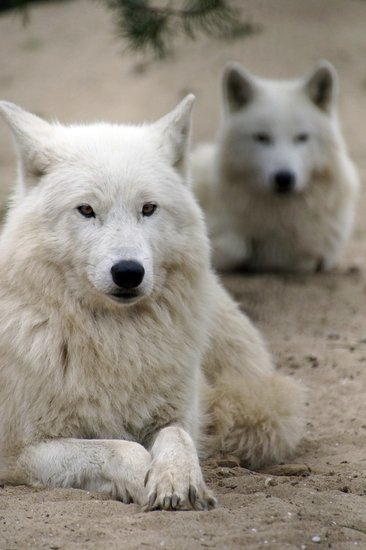 _DSC9910 Hudson Bay wolf