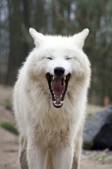 _DSC0841 Hudson Bay wolf