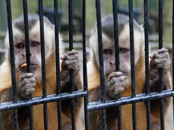 _DSC09934 Bruine kapucijnaapjes
