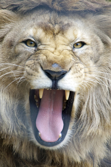 _DSC9954 Afrikaanse leeuw