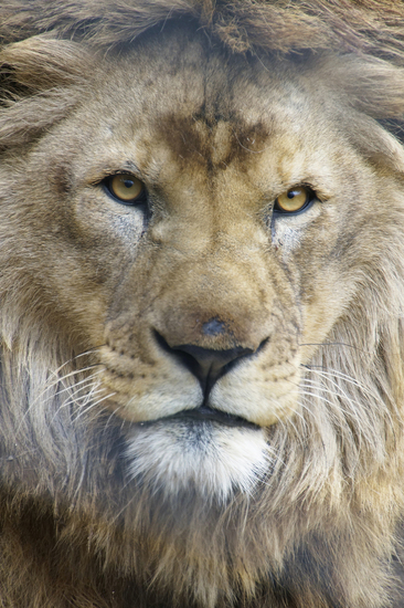 _DSC9957 Afrikaanse leeuw