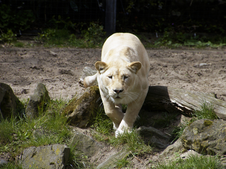_DSC2094 Witte Afrikaanse leeuw