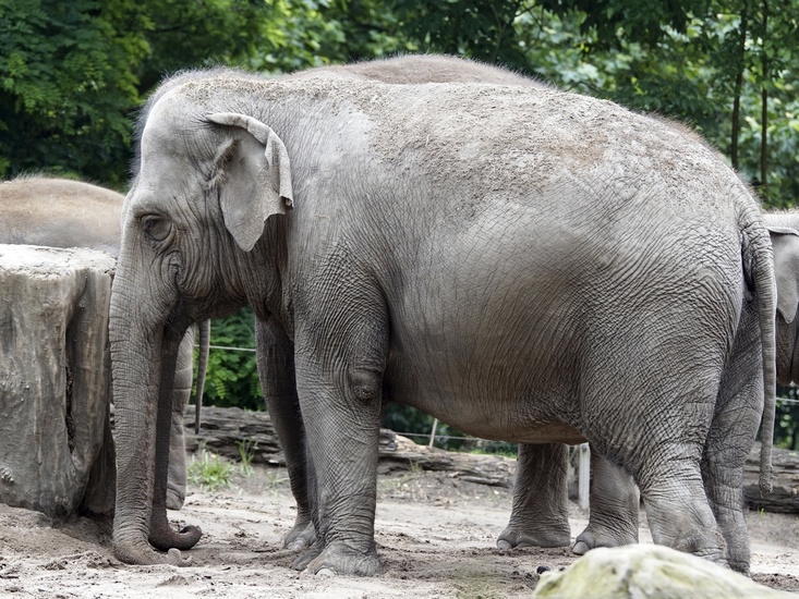 _DSC0922 Aziatische olifanten