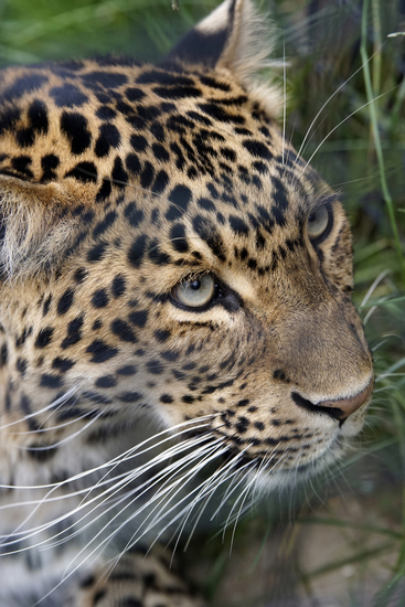 _DSC2018 Noord Chinese panter