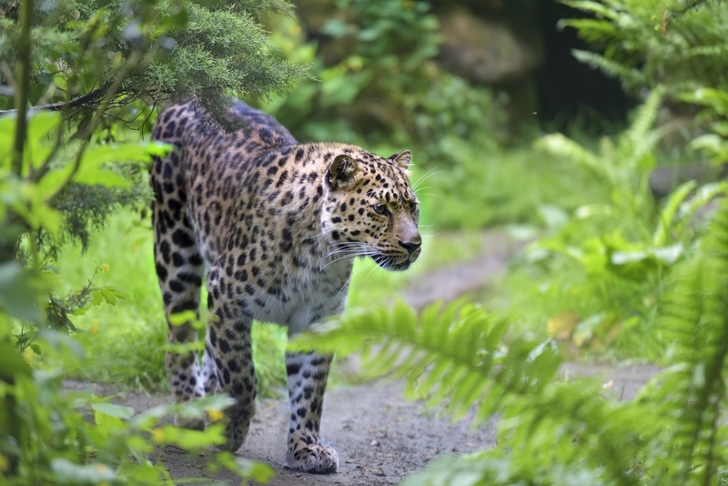 D75_0365 Amoerpanter