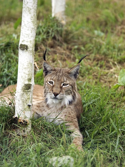 _DSC5324 Euraziatische lynx