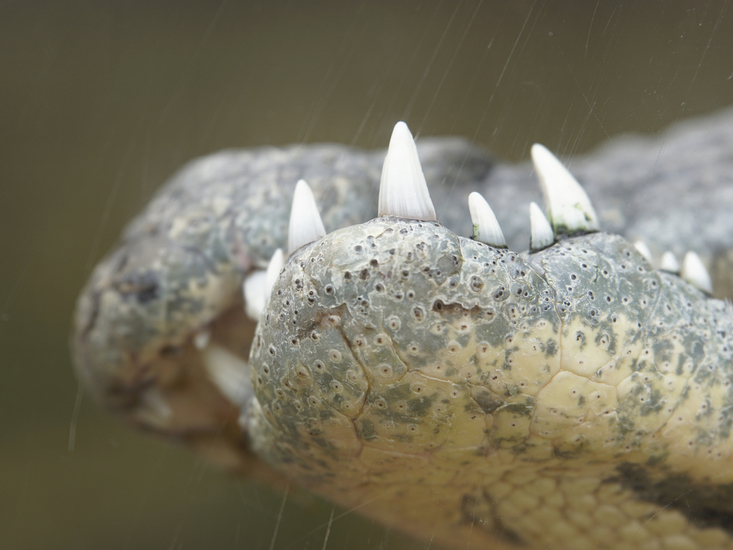 _DSC1423 Pantserkrokodil