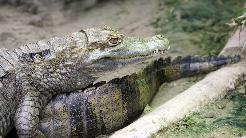 _DSC3082 Brilkaaimannen