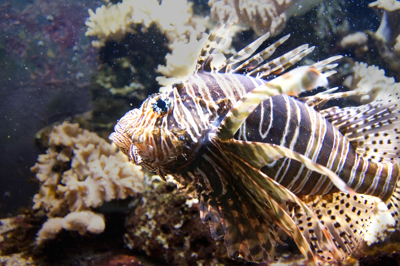 _DSC1975 Koraalduivel