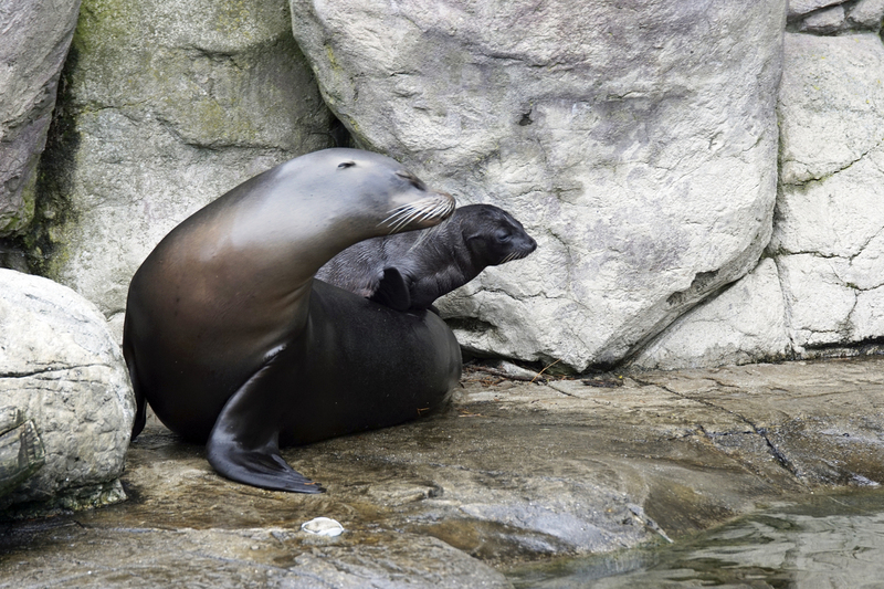 _DSC0737 Zeehond met jong