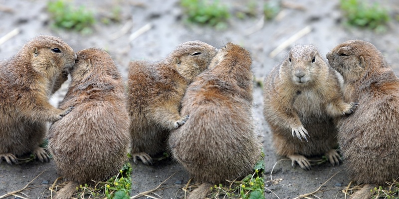 _DSC08111213 Prairie Hondjes