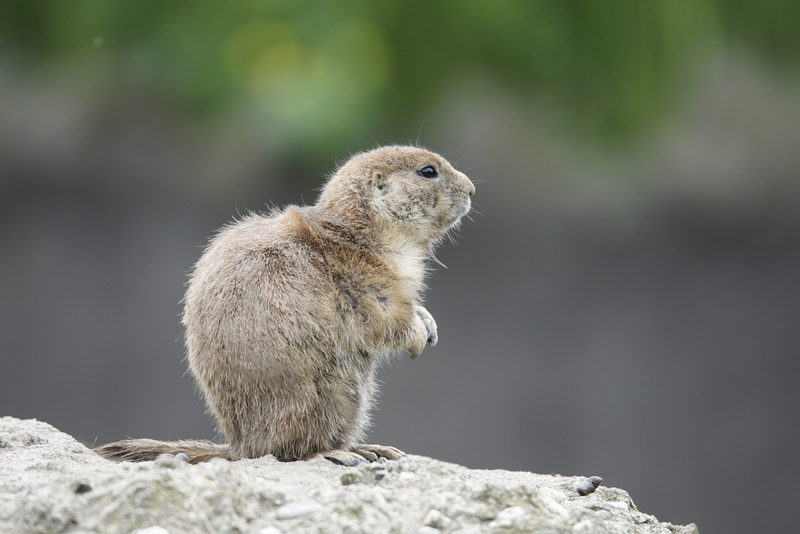 _DSC0793 Prairie Hondje