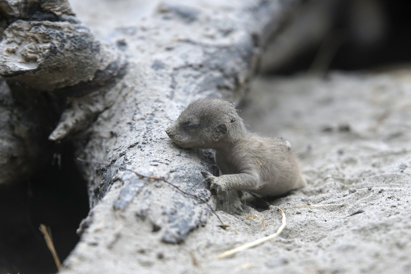 _DSC5201 Stokstaartje (jonkie)