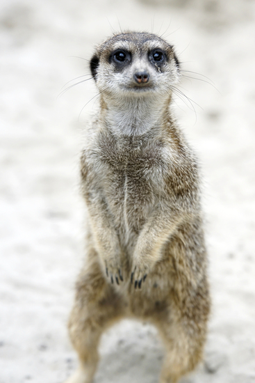 _DSC5227 Stokstaartje