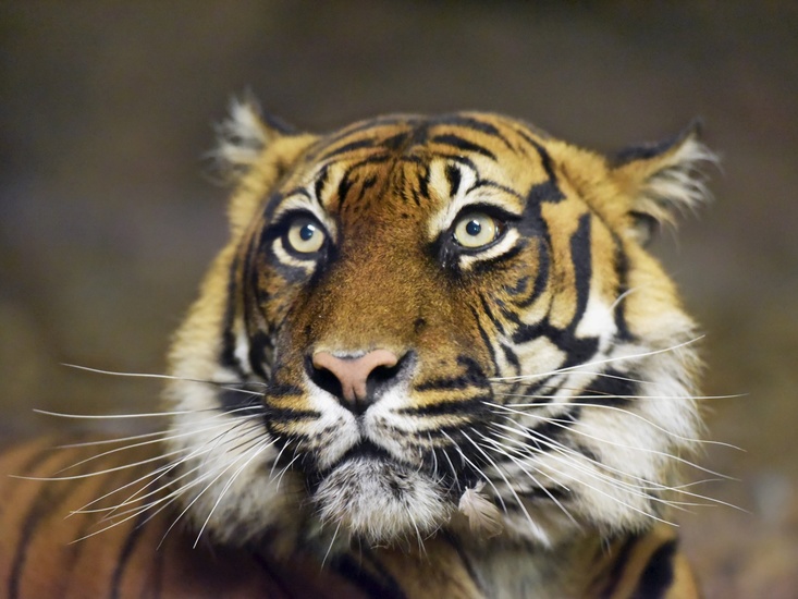 D75_0049 Sumatraanse tijger