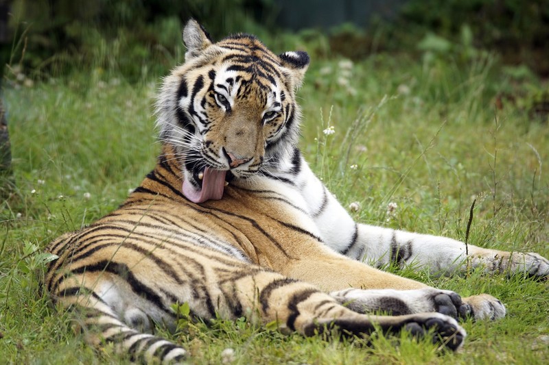_DSC2440 Siberische tijger