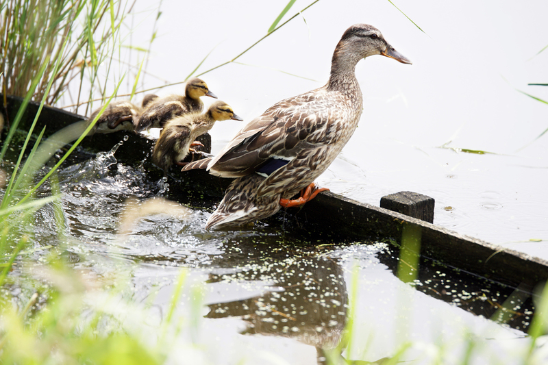 DSC00287 Wilde Eend met jongen