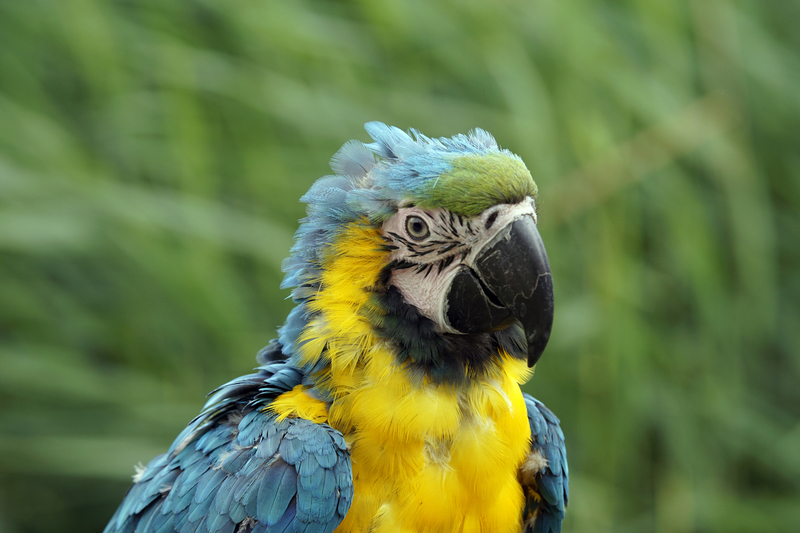 _DSC2908 Blauwgele Ara