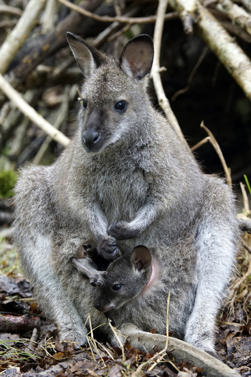 _DSC2869 Bennetwallaby met jong