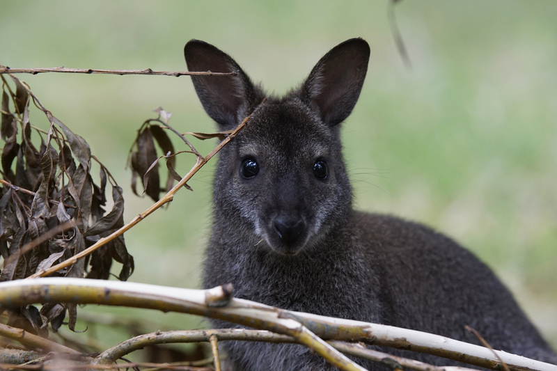 _DSC5429 Bennetwallaby