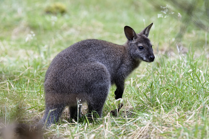 _DSC5439 Bennetwallaby