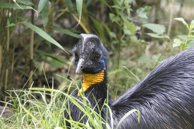 _DSC5610 Oranjehalskasuaris