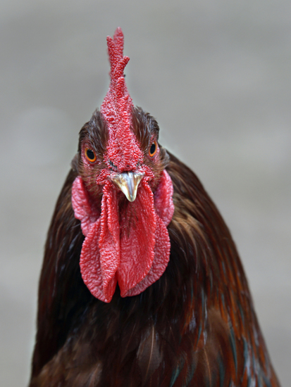 _DSC5118 Rhode Island haan