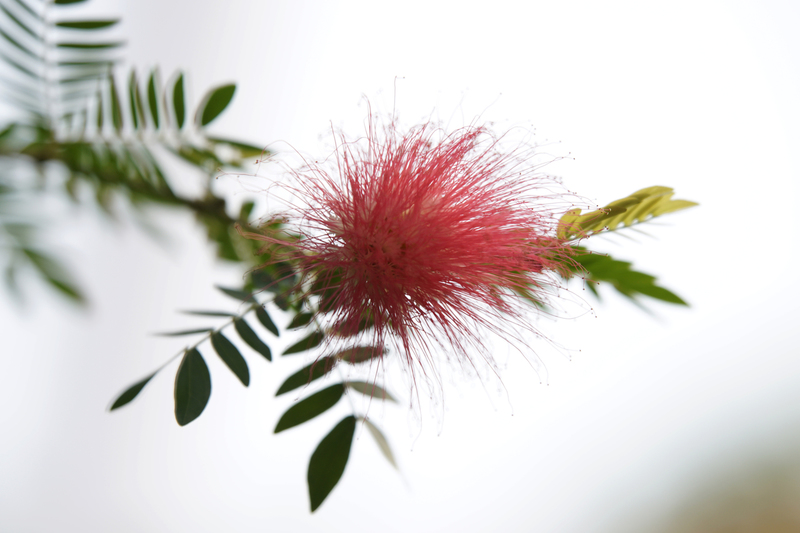 _DSC1535 Roze calliandra