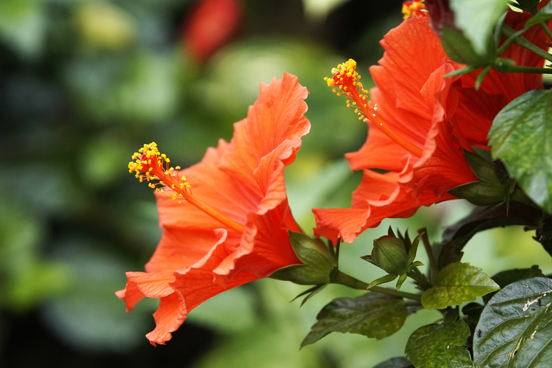 _DSC3088 Oranje hibiscus