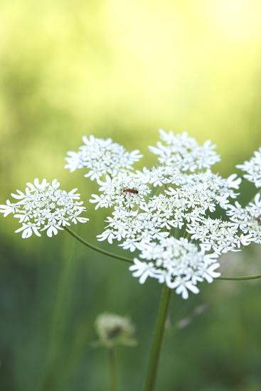 _DSC3473 Witte bloem
