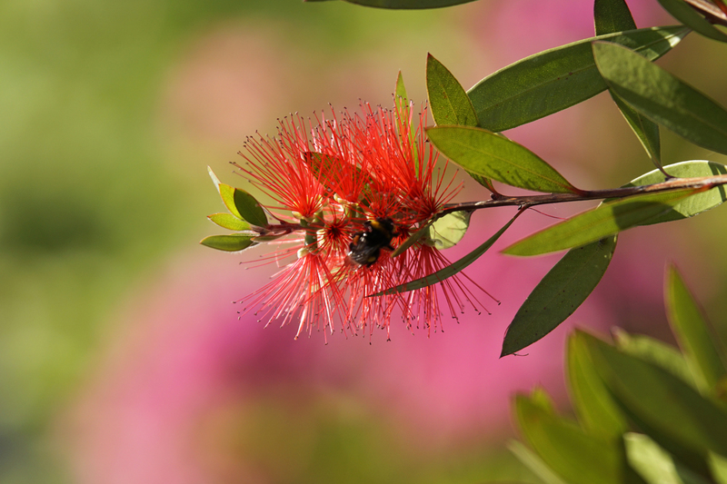 _DSC3632 Rode calliandra