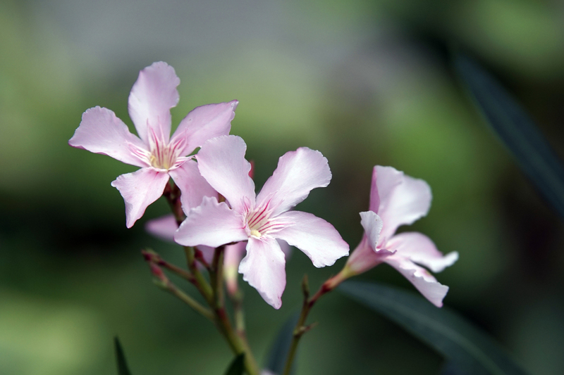 _DSC5183 Rose bloemetjes