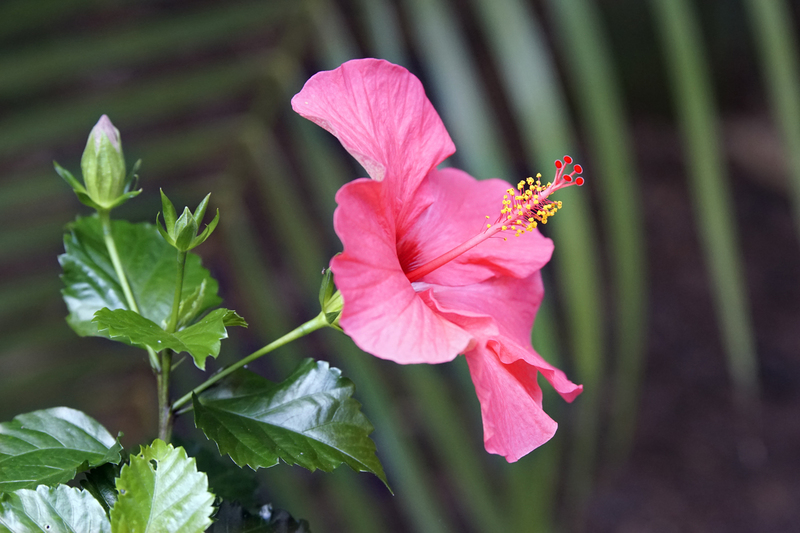 _DSC7226 Roze Hibiscus