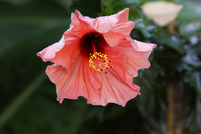 _DSC7343 Zalmroze Hibiscus