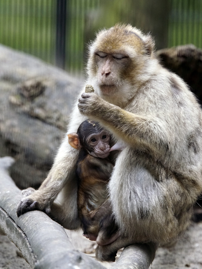 _DSC1874 Berberaap met jong