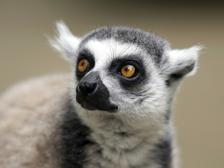 _DSC3103 Ringstaartmaki