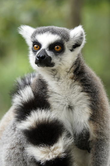 _DSC5158 Ringstaartmaki